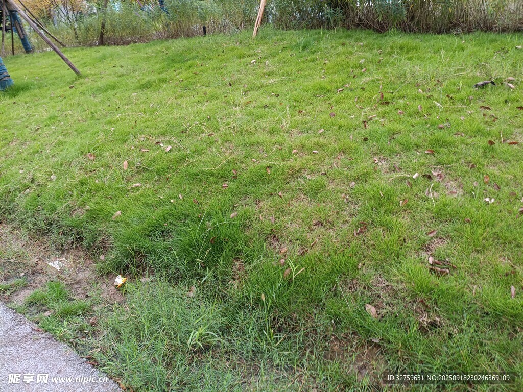 戶外綠意盎然的草地場景