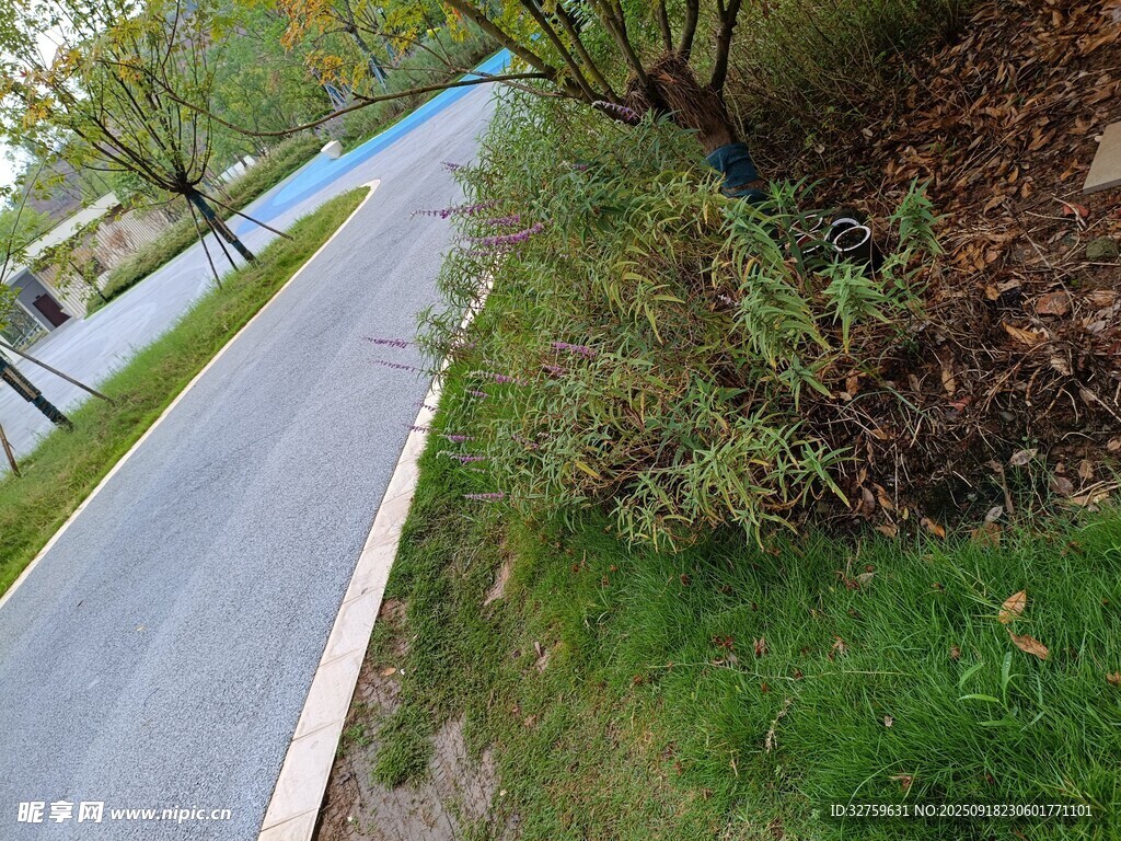 蜿蜒小路旁的綠植景觀