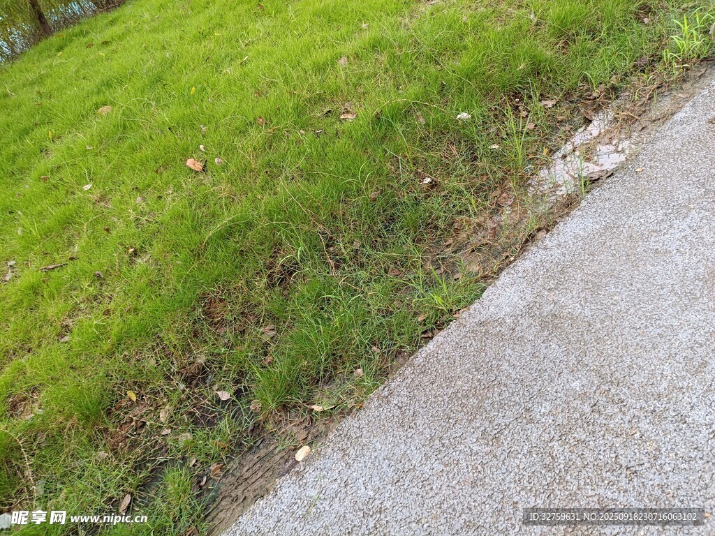 路邊草地與水泥路面