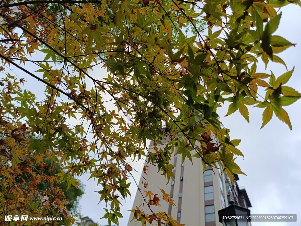 秋日樹(shù)葉與高樓景致