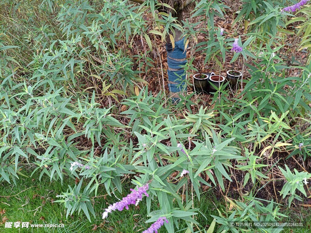 紫色花朵植物特寫