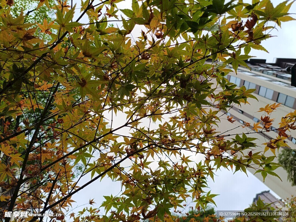 枝頭秋葉與遠處建筑