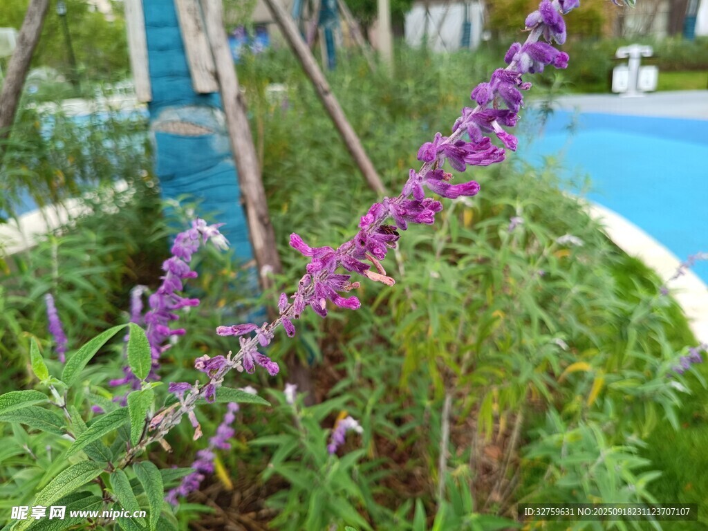池邊綻放的紫色花卉景觀
