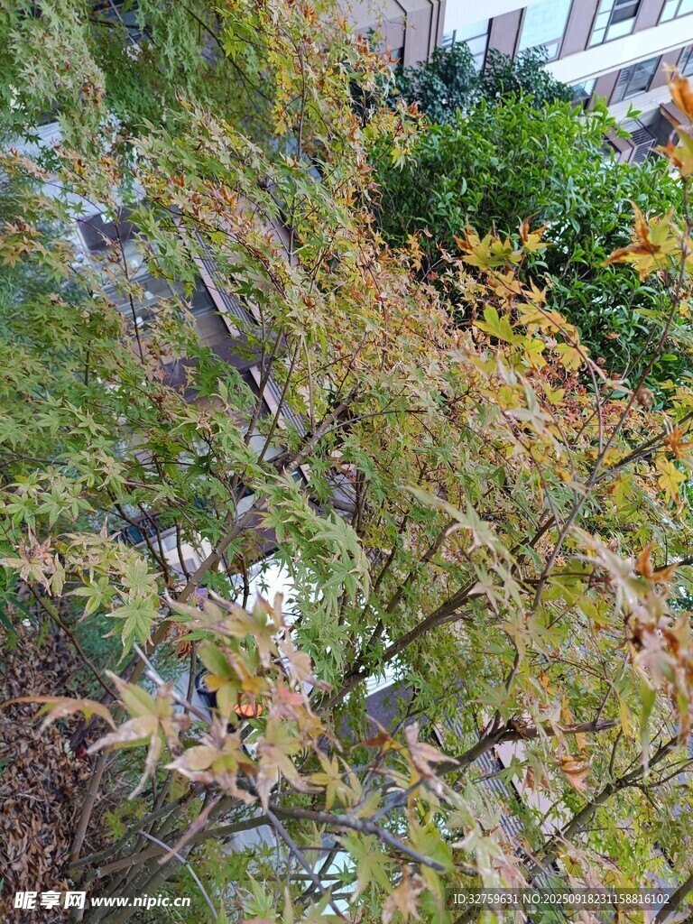 秋日樹梢斑斕景致