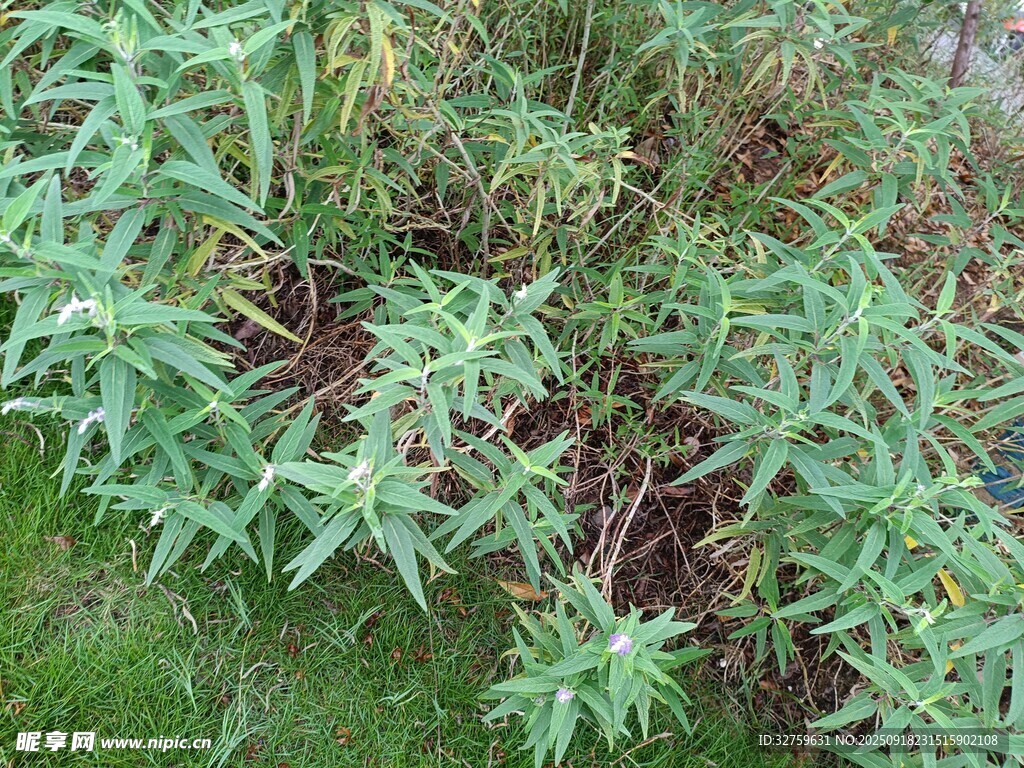 野外生長(zhǎng)的綠色植物