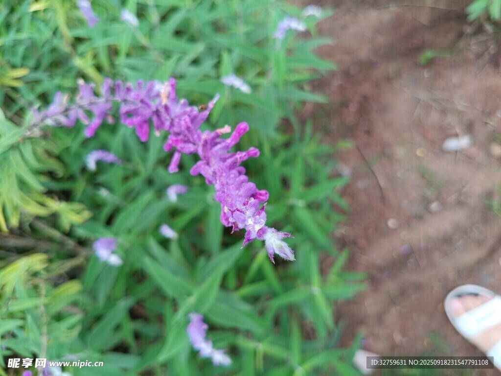 紫色花卉特寫
