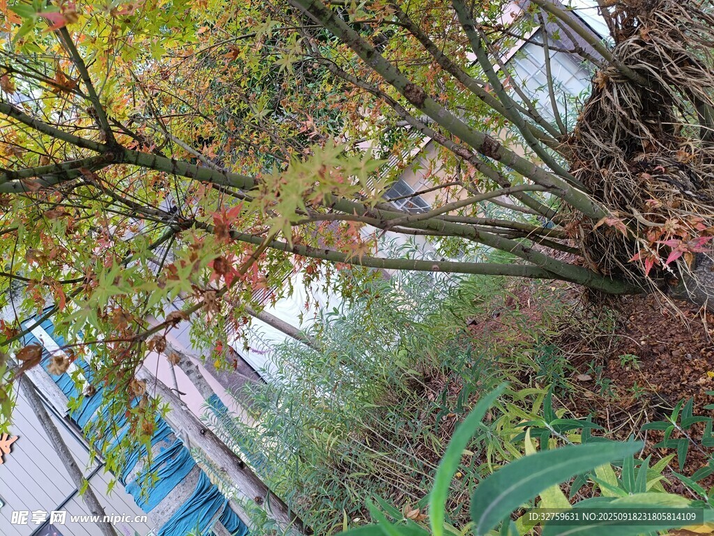 秋日繁茂樹木景觀