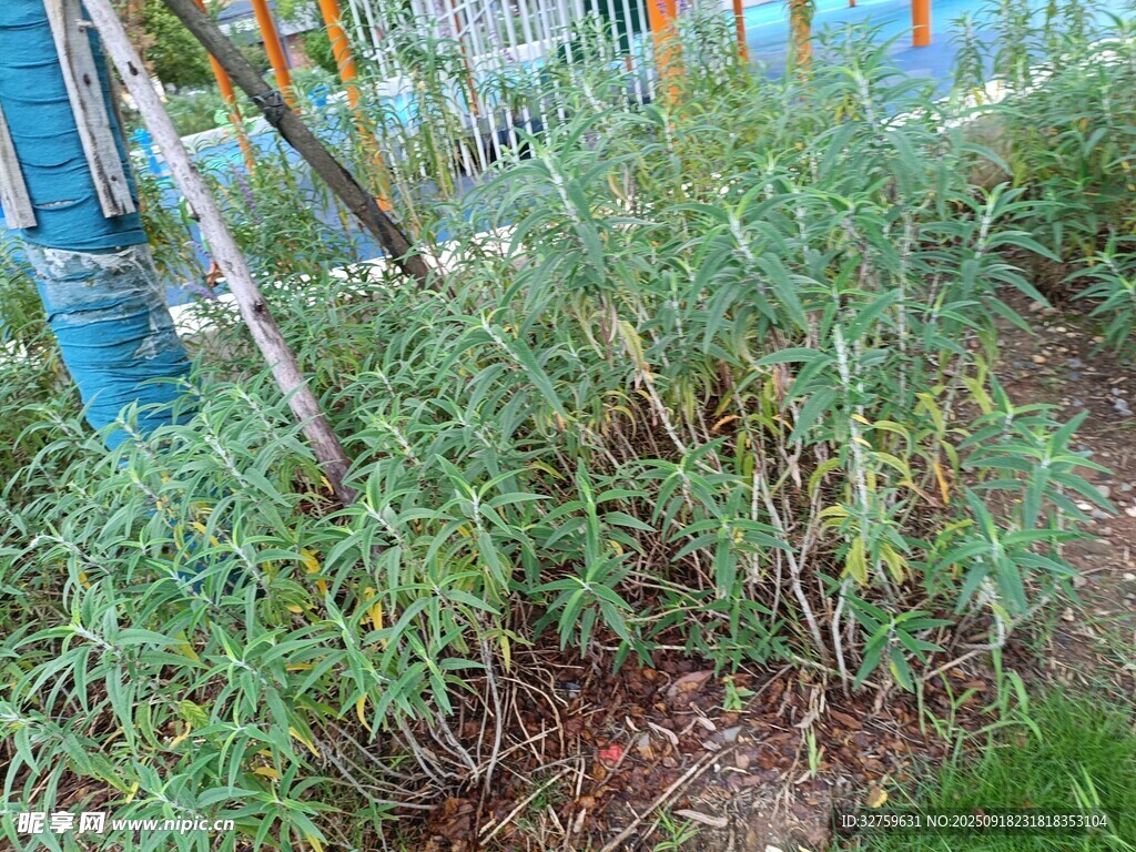 戶外綠植景觀