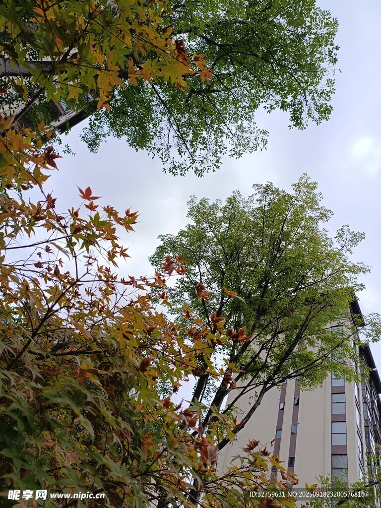 秋日城市中的斑斕樹木