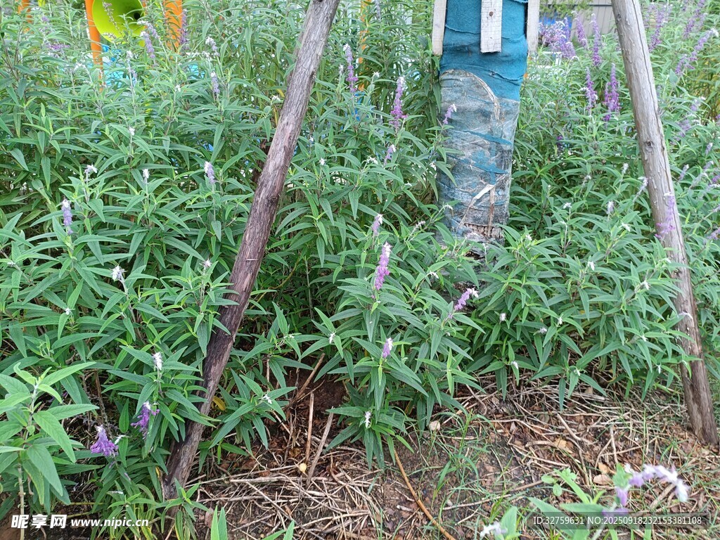 菜園中的番茄植株