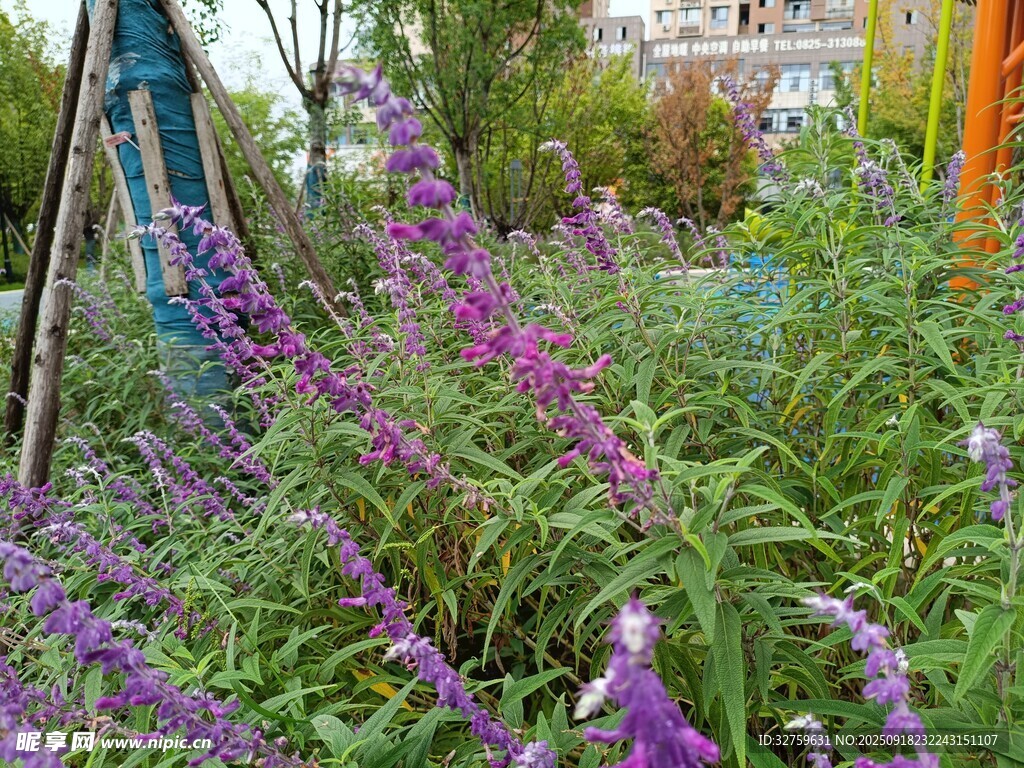 紫色花卉裝點的美麗花園