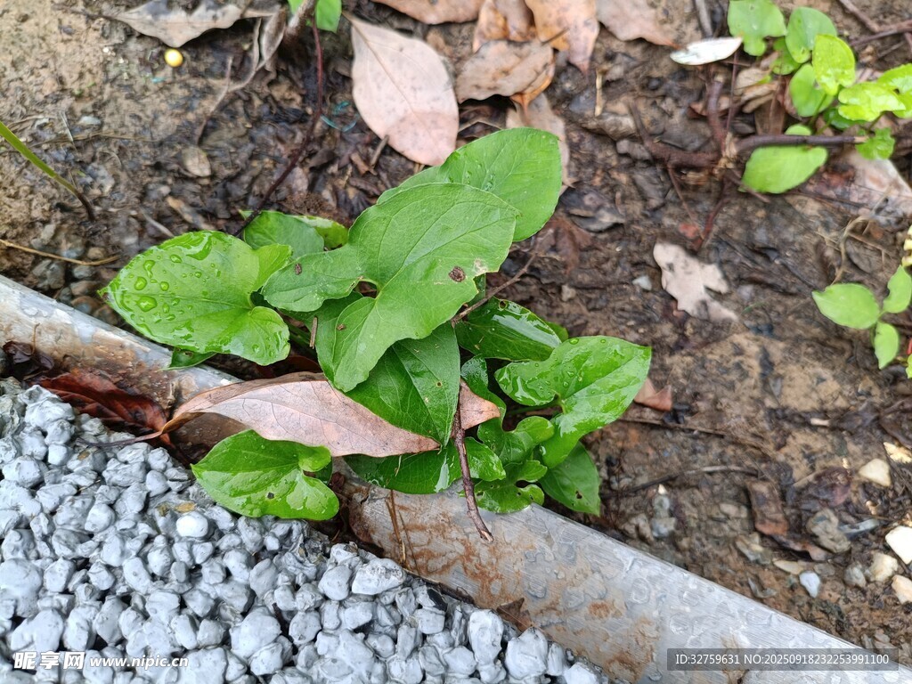 路邊嫩綠植物生機(jī)盎然