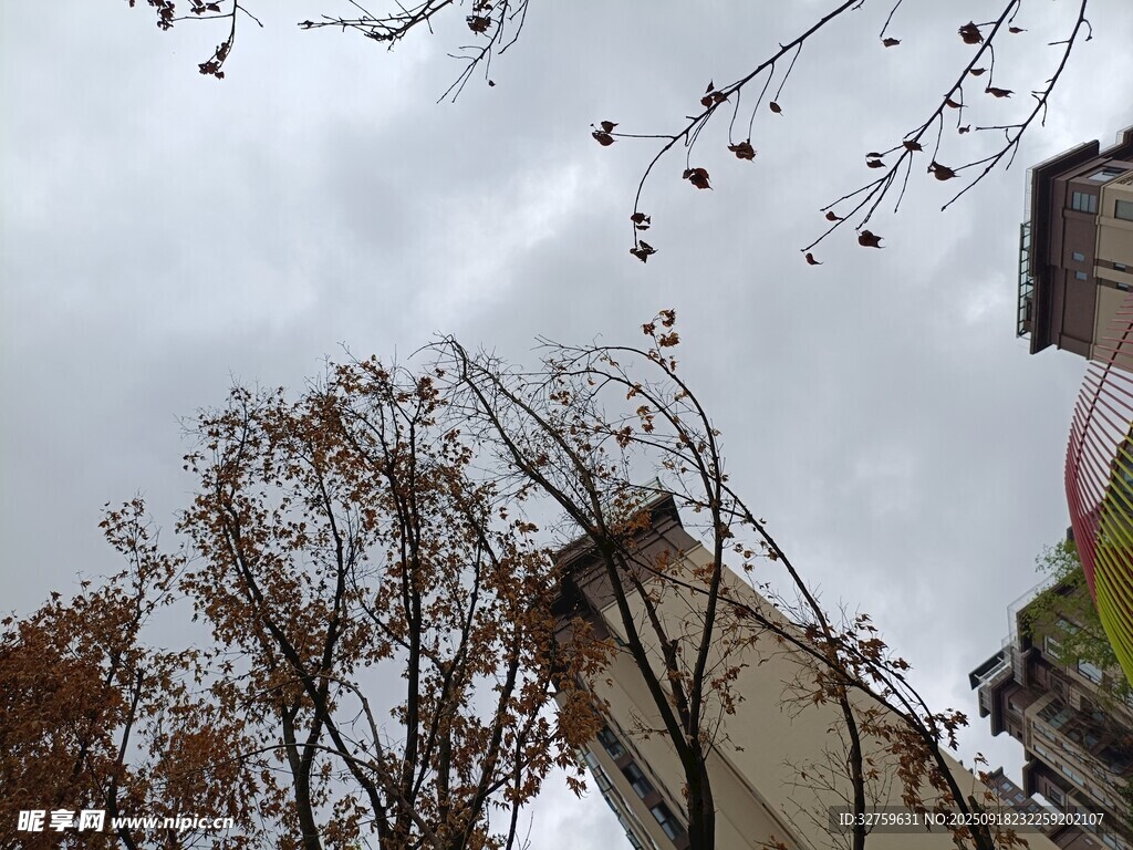陰天里的樹木與建筑物