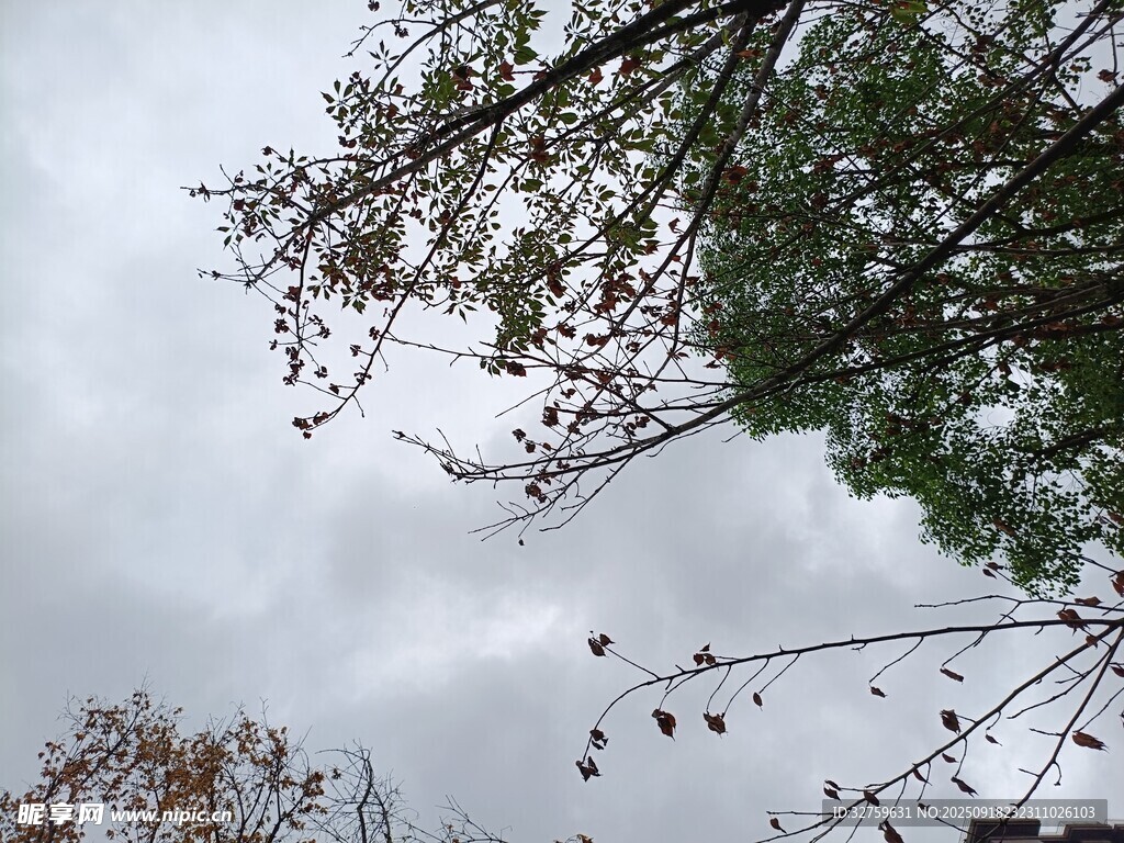 陰天里的樹梢景致