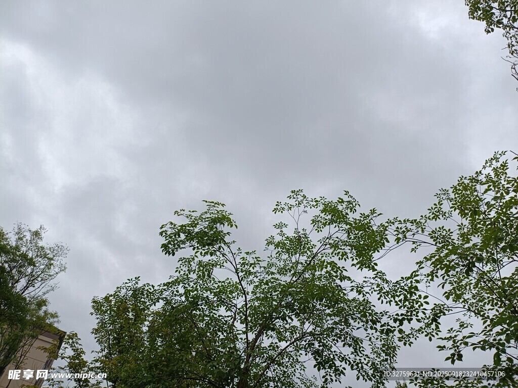 仰視綠樹與天空的景致