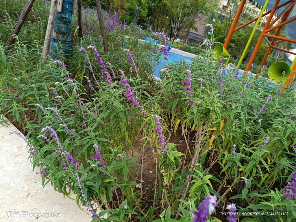 花園中的紫色花卉景觀