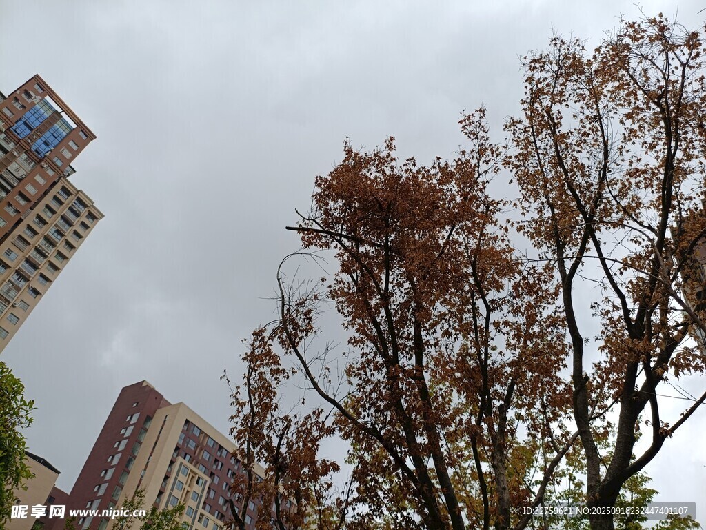 城市中枯樹與高樓景象