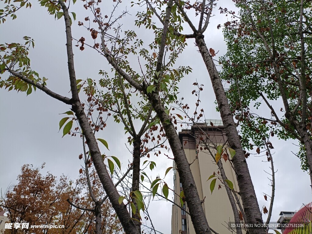 秋日樹木旁的建筑物