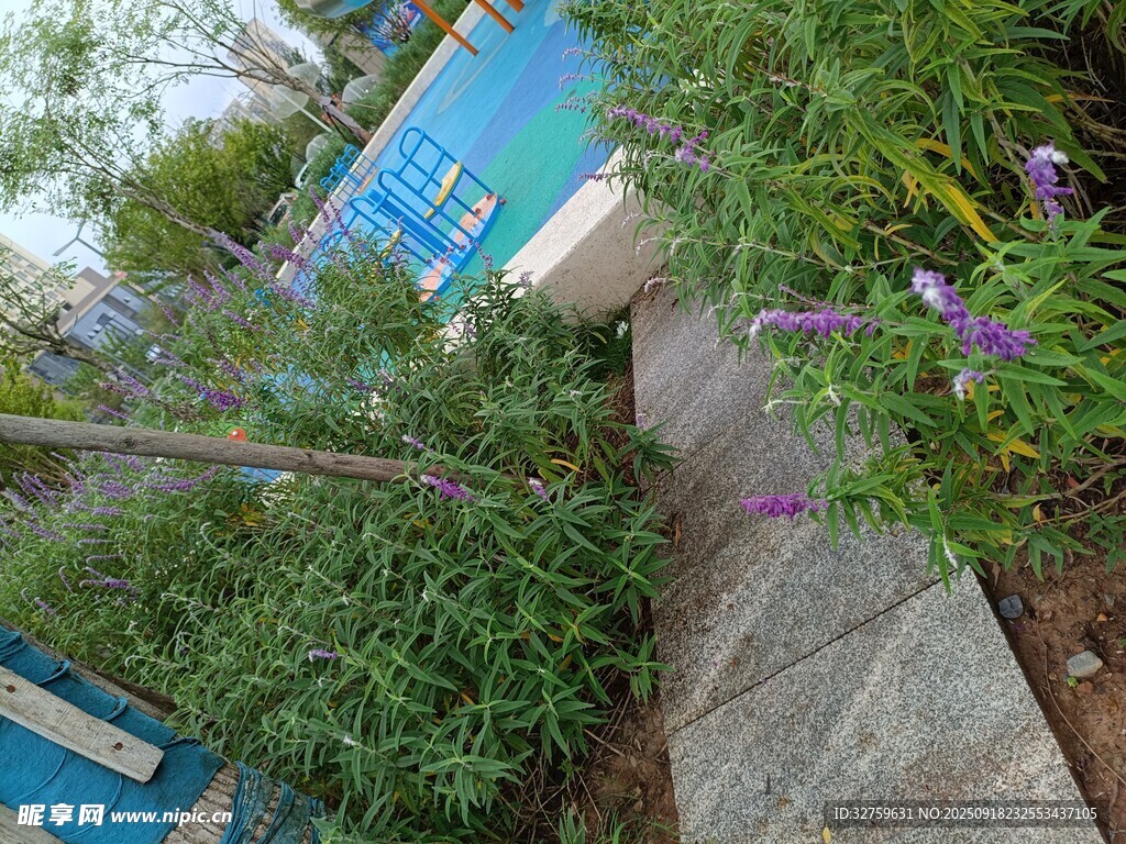 小徑旁綠植與藍(lán)箱景致
