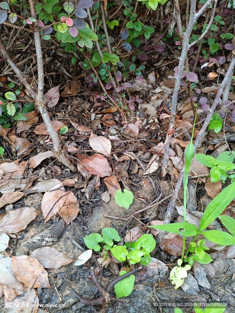 地面綠植與枯葉景象