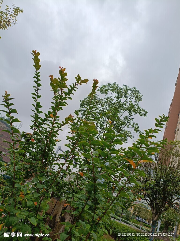 綠葉繁茂的戶(hù)外植物景觀