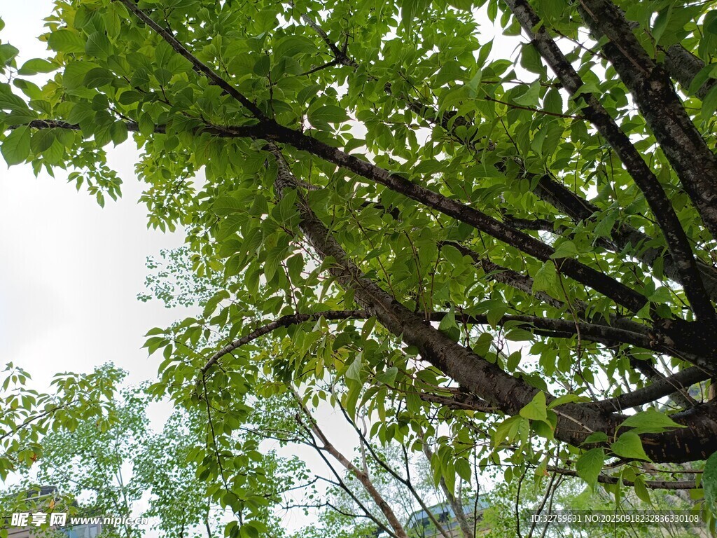 仰視翠綠繁茂的樹枝樹葉