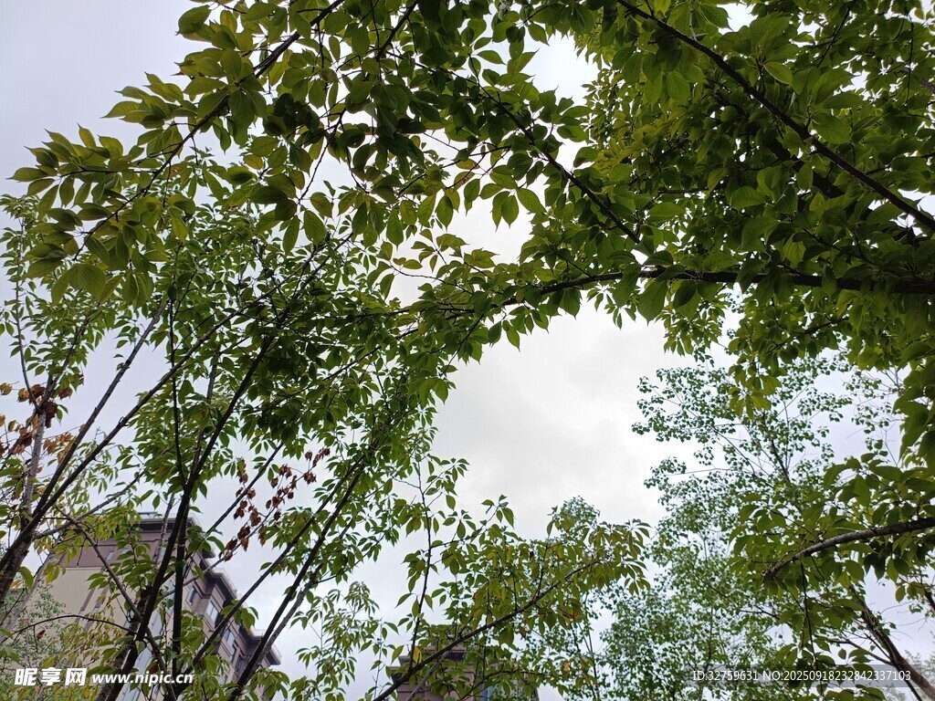 仰視蔥郁樹林