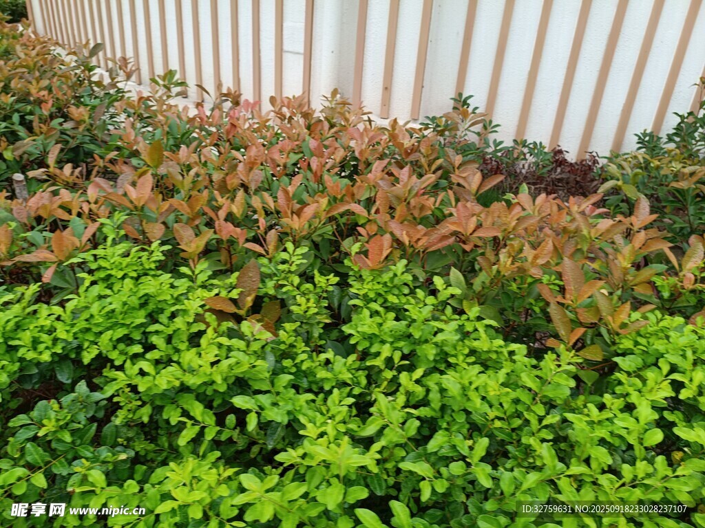 多彩綠植景觀