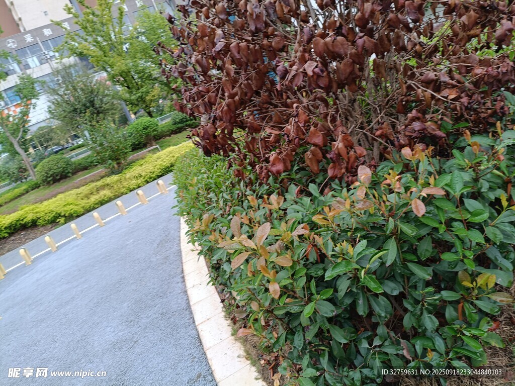 路邊多彩綠植景觀