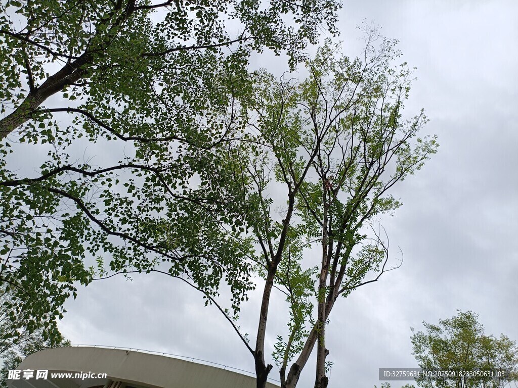 綠樹映灰空的自然景致