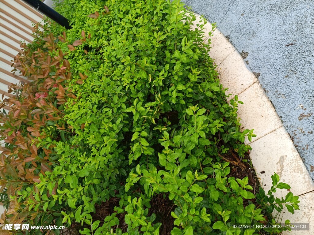 路邊茂盛綠植景觀