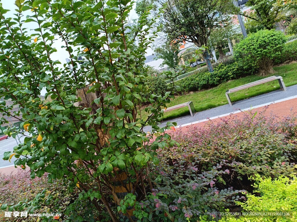 花園綠植景觀