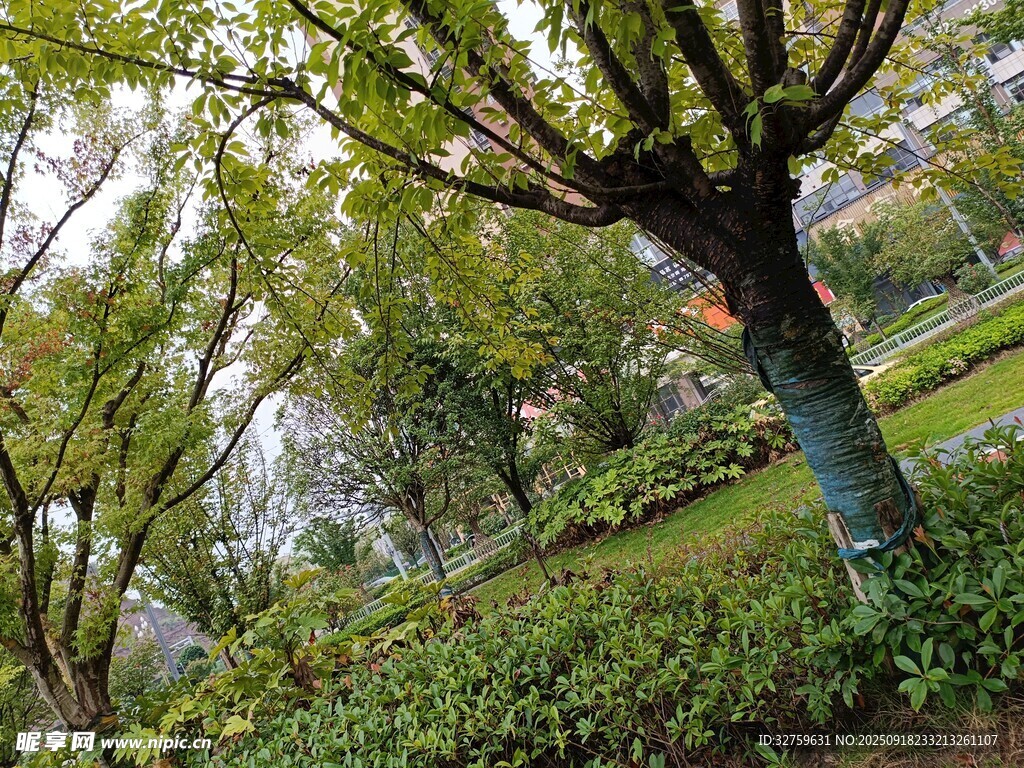 春日公園綠樹(shù)蔥蘢景致