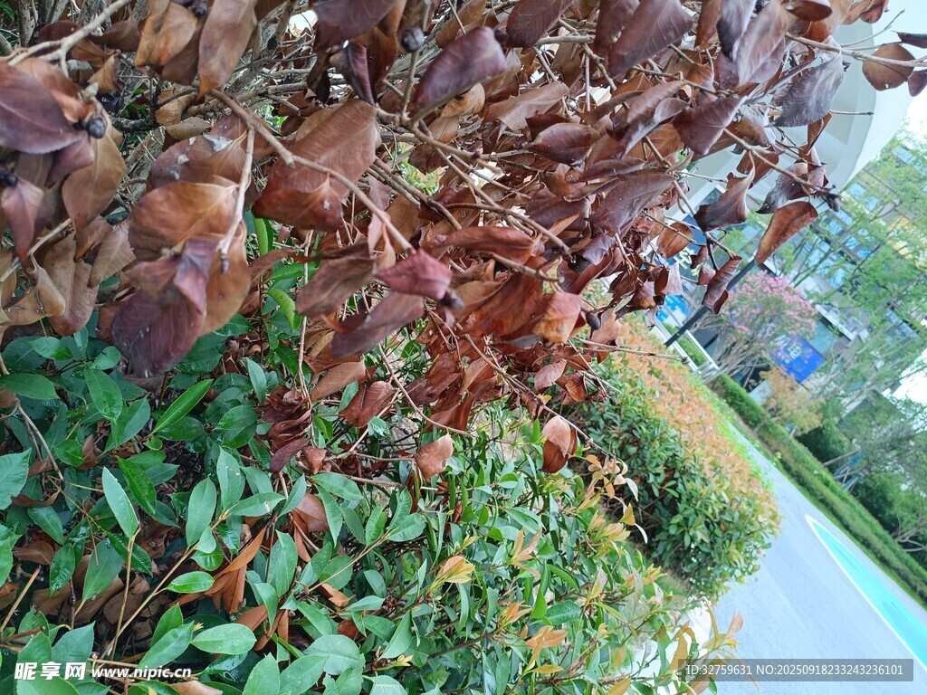 路邊多彩植物景觀