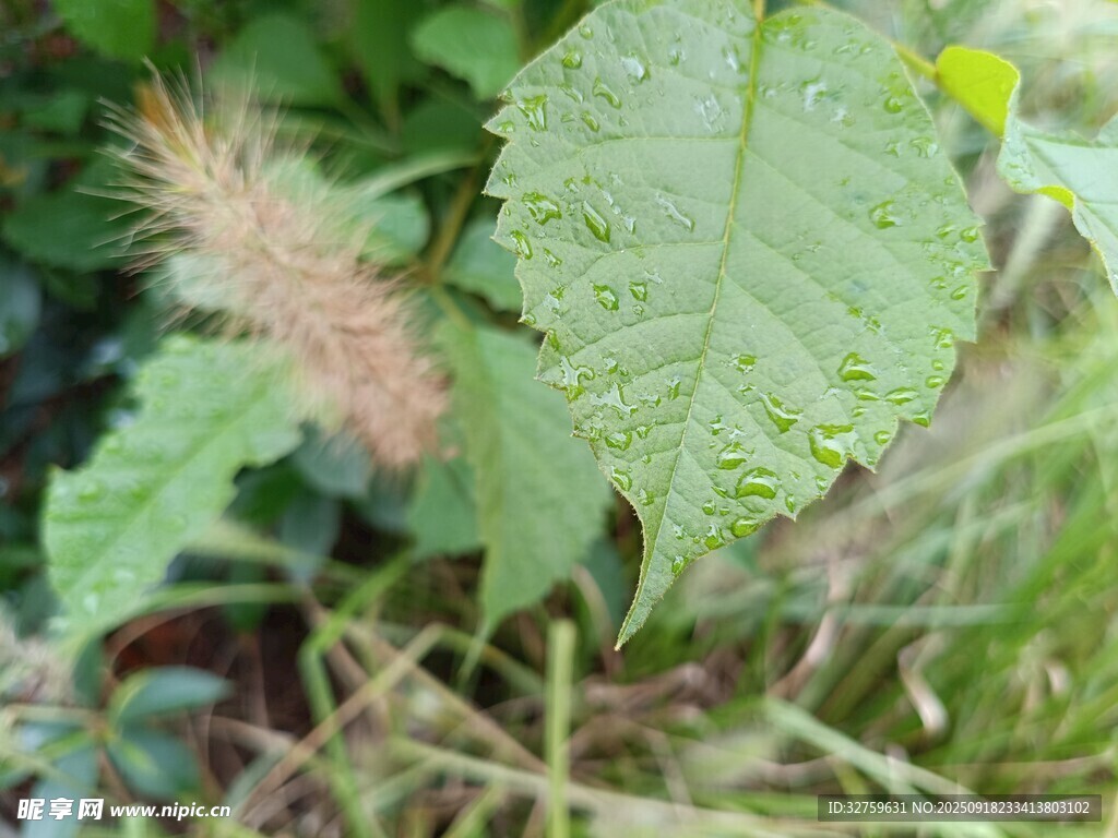 綠葉與狗尾巴草特寫