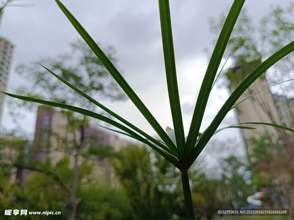 清新綠植葉片