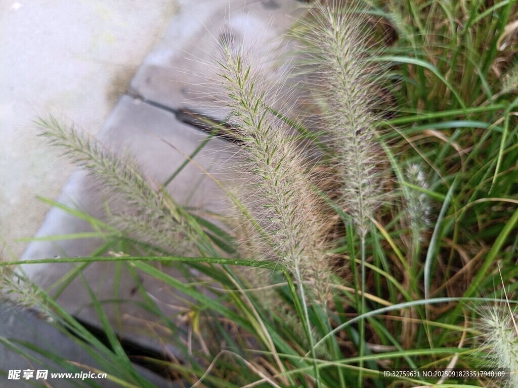 墻邊搖曳的狗尾草