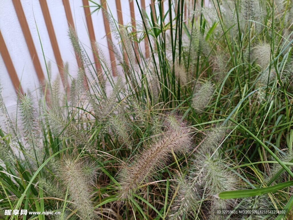 墻邊狗尾草特寫