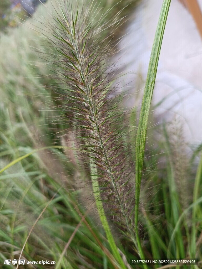 狗尾草特寫