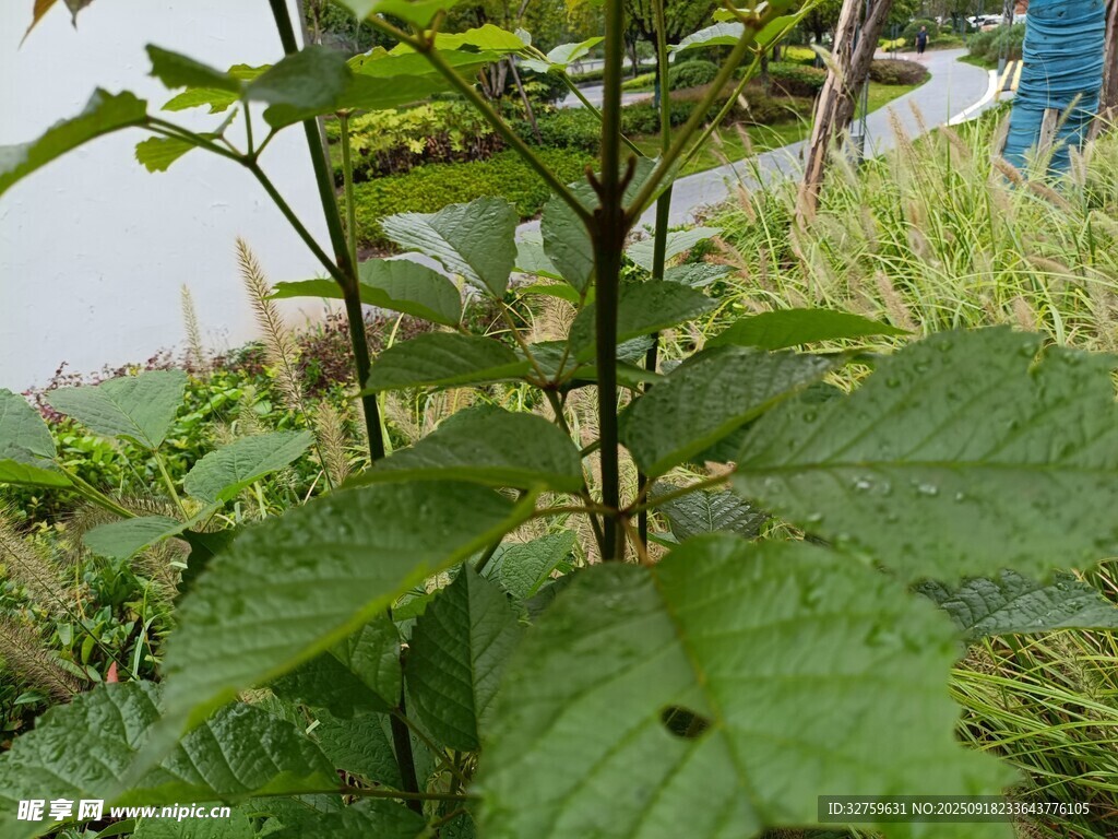 綠葉繁茂的植物