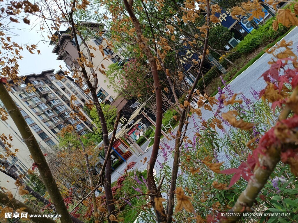 秋日城市中多彩樹木景觀