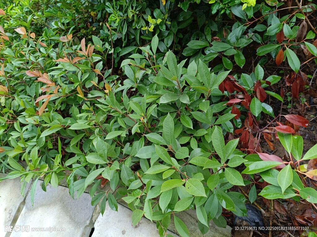 綠葉植物景觀