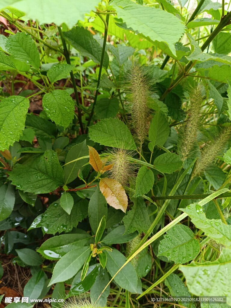 草叢中的黃色花朵