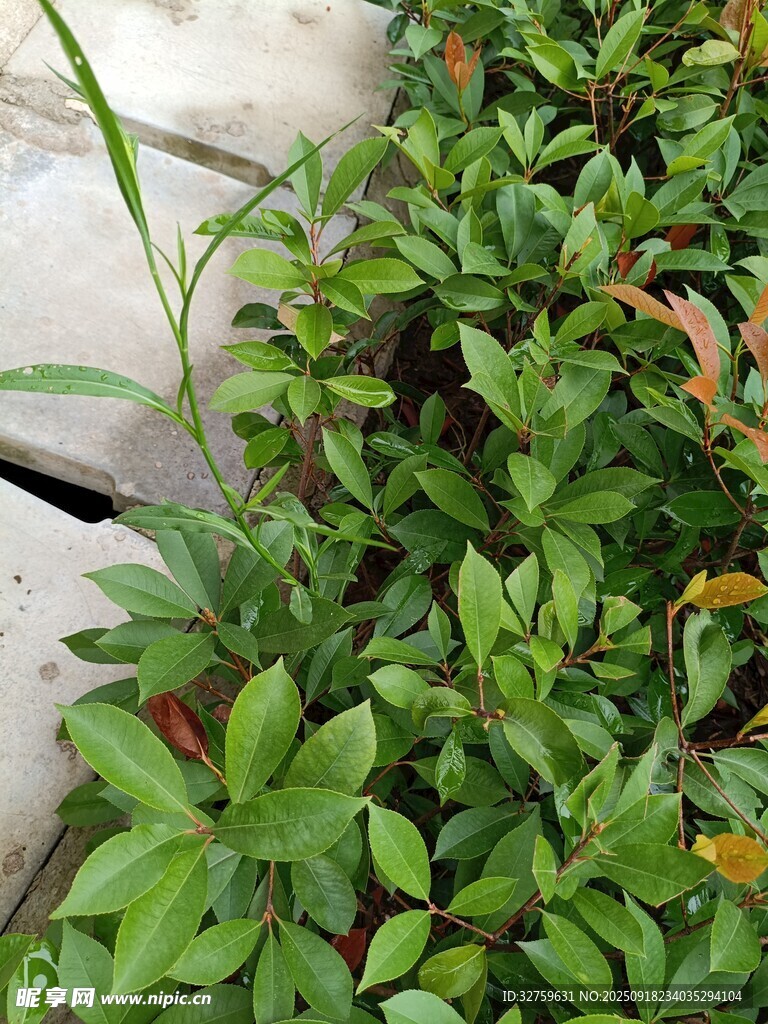 綠葉繁茂的地面植物景觀