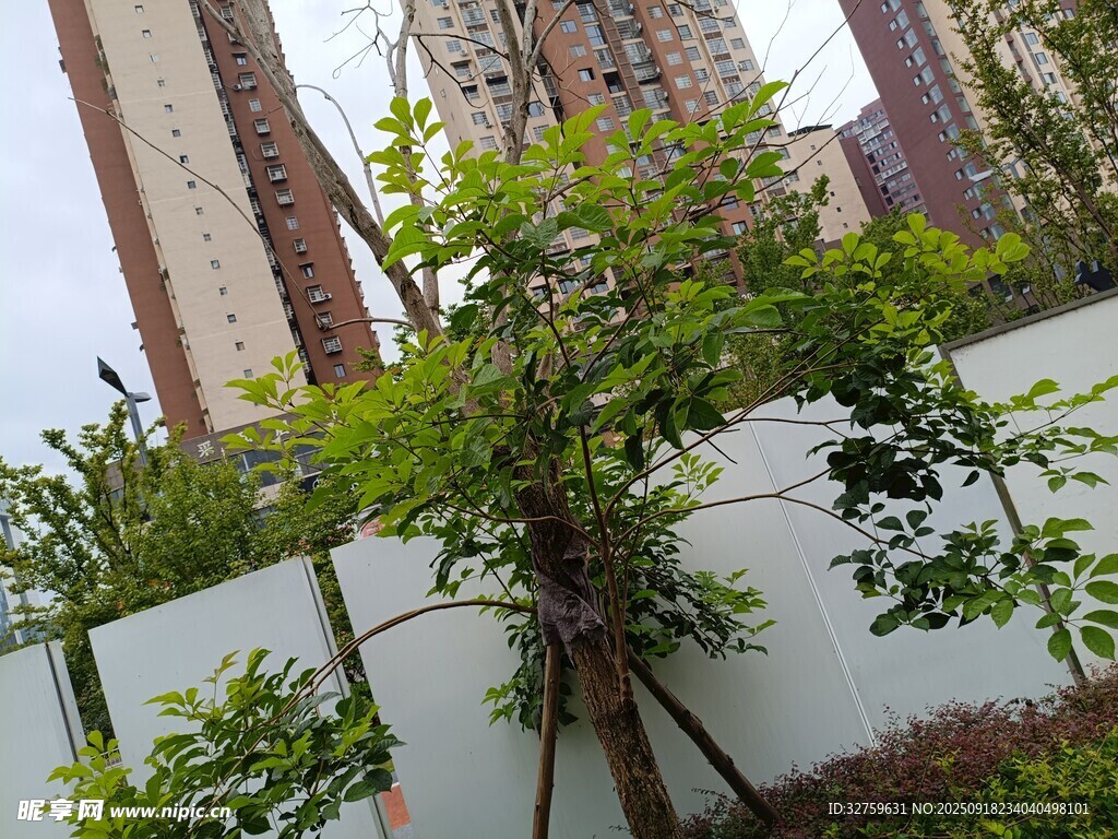 墻邊綠植與高樓相映