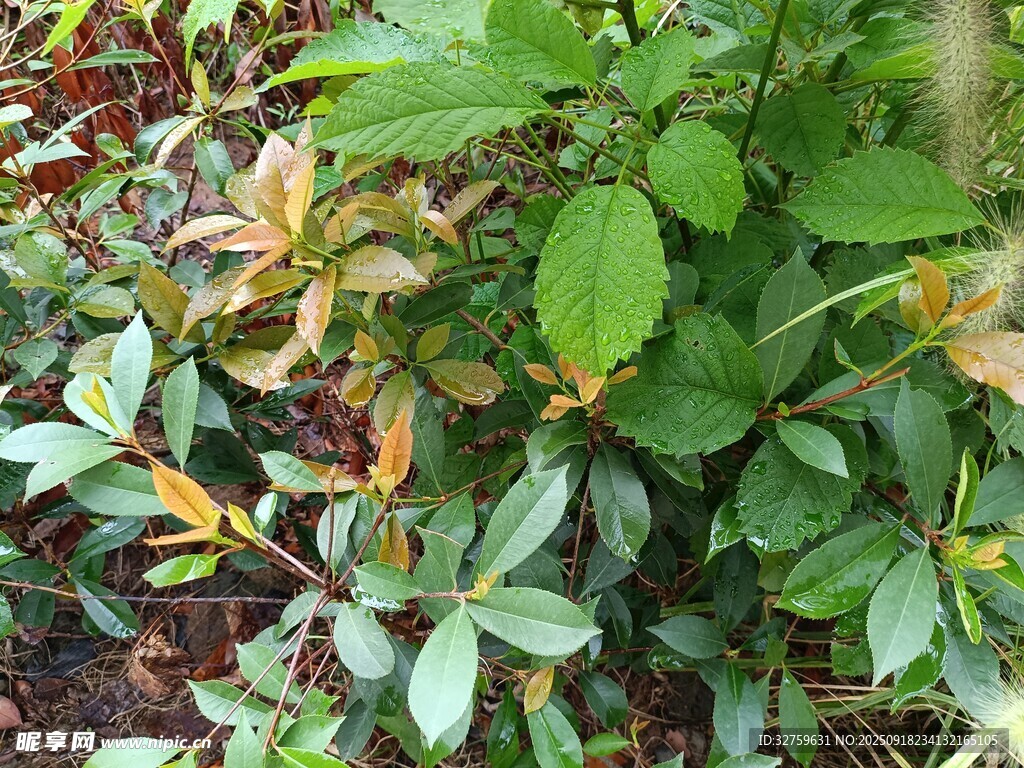 多彩葉片的綠植景觀