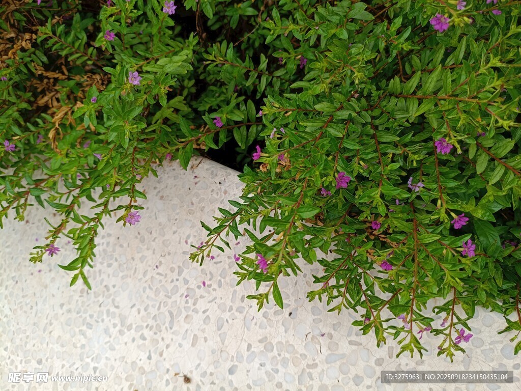 石邊綠植與紫色小花