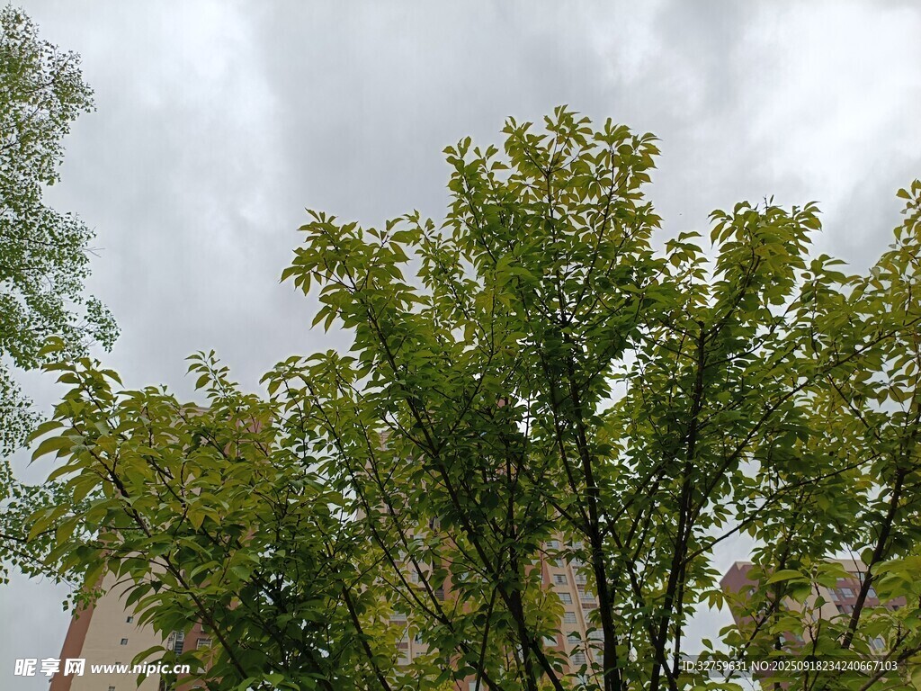 綠樹映灰天景象