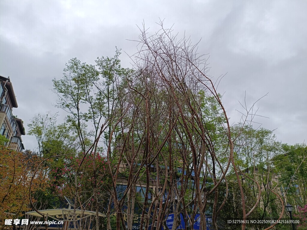 庭院中的繁茂綠植景觀
