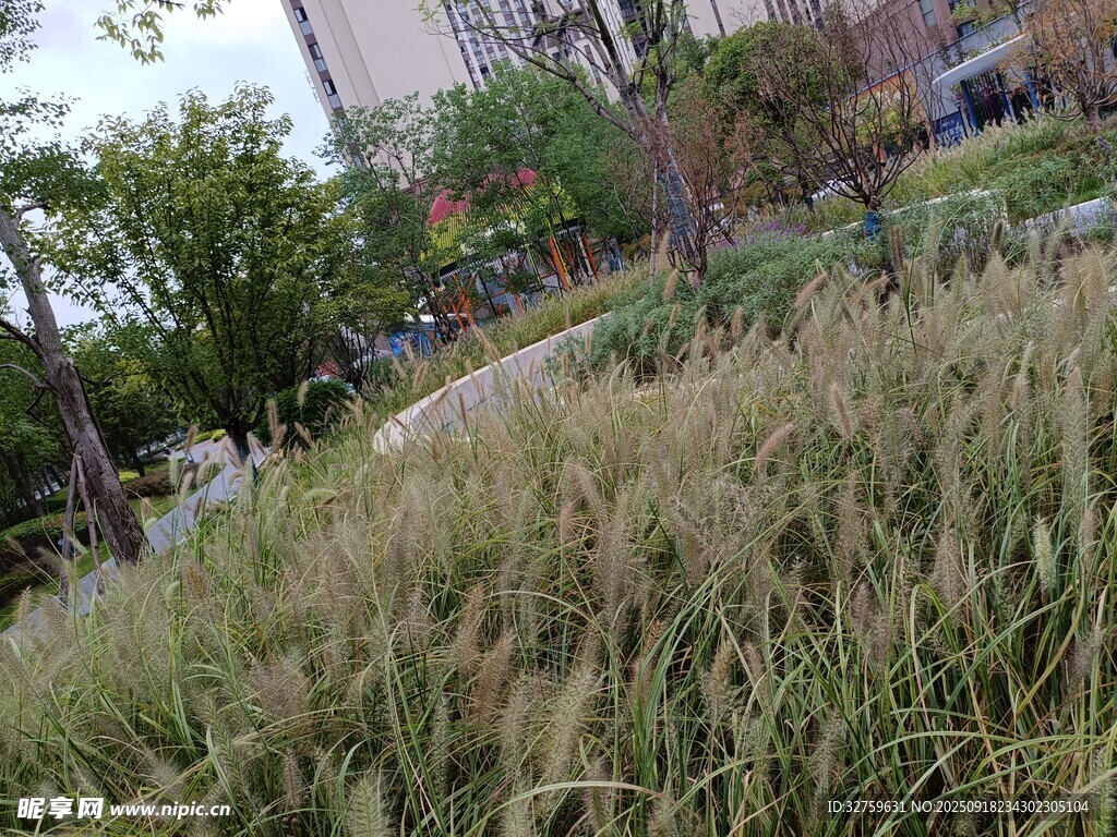 城市中的大片觀賞草景觀